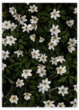 Wandbild mit weißen Blumen auf dunkelgrünem Hintergrund, in einem schlichten und natürlichen dekorativen Stil. Erhältlich auf kudeko.com