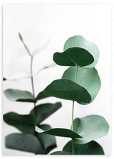 Cuadro con ramas de eucalipto en tonos verdes suaves sobre fondo claro. Disponible en kudeko.com.