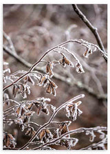 Tableau photographique de branches sèches avec givre dans des tons bruns et gris, au style décoratif sobre et naturel. Disponible sur kudeko.com