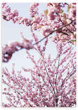 Cuadro de flores de cerezo en tonos rosados, ideal para decoraciones primaverales y nórdicas. Disponible en kudeko.com.