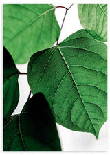 Cuadro con primer plano de hojas verdes, resaltando su textura natural y frescura. Disponible en kudeko.com.
