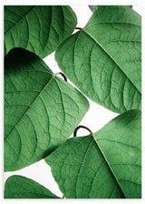 Cuadro con hojas verdes en primer plano, destacando su textura y frescura. Disponible en kudeko.com.