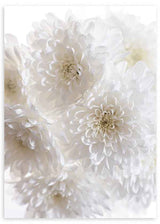 Cuadro minimalista de flores blancas en primer plano, ideal para decoración elegante y serena, disponible en kudeko.com.