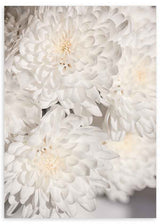Cuadro de flores blancas con pétalos delicados y textura suave. Disponible en kudeko.com.