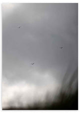 Wandbild mit fliegenden Vögeln in einem grauen, wolkigen Himmel, das Freiheit und Gelassenheit vermittelt und eine ruhige dekorative Wirkung schafft. Erhältlich auf kudeko.com
