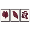 Conjunto de três quadros botânicos em tons bordeaux, com ilustração decorativa de folhas rosa. Disponível em kudeko.com