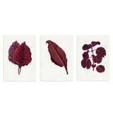 Set aus drei botanischen Wandbildern in Bordeauxtönen, mit rosa Blattillustration und eleganter dekorativer Ausstrahlung. Erhältlich auf kudeko.com