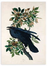 Cuadro cuadrado ilustración de un cuervo disponible en kudeko.com