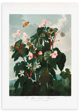 Botanisches Wandbild mit Begonie, großen dunkelgrünen Blättern, rötlichen Stielen, blassrosa und weißen Blüten vor graugrünem Hintergrund im Vintage-Stil. Erhältlich auf kudeko.com