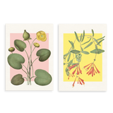 Conjunto de dos cuadros decorativos sin marco de estilo minimalista y tonos_pastel, dúo botánico de flores y hojas en tonos suaves, modelo Two Combo - Bloom Water Lilies