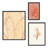 Conjunto de tres cuadros decorativos con marco de estilo orgánico y abstracto, mural abstracto orgánico en tonos terracota, modelo Mural I - Silencios Orgánicos
