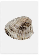 Quadro com concha marinha em primeiro plano, fundo branco, tons de bege, areia, cinzento claro e castanho-escuro, estilo minimalista e natural. Disponível em kudeko.com