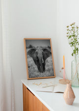 Gerahmtes Wandbild eines afrikanischen Elefanten frontal in der Savanne, in Grau-, Schwarz- und Weißtönen, mit strukturierter Haut, geöffneten Ohren und sachlichem Fotografiestil. Erhältlich auf kudeko.com