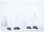 Quadro horizontal com quatro bisontes num campo nevado, árvores difusas entre a névoa, tons brancos, cinzentos e castanhos, em estilo fotográfico de ambiente invernal. Disponível em kudeko.com