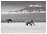 Horizontales Wandbild mit einem einzelnen Elefanten in der Savanne, schneebedecktem Berg im Hintergrund, tiefen Wolken sowie Grau-, Weiß- und Schwarztönen im fotografischen Stil. Erhältlich auf kudeko.com