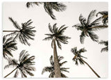 Horizontales Wandbild mit hohen tropischen Palmen aus der Untersicht, hellem Himmel, Off-White, Schwarz und sanftem Braun im fotografischen Stil mit natürlicher, ruhiger Wirkung. Erhältlich auf kudeko.com
