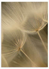 Quadro fotográfico em primeiro plano de sementes flutuantes com filamentos finos, em tons bege, creme e castanho suave, fundo desfocado e estilo natural sereno. Disponível em kudeko.com
