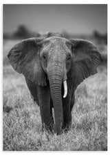 Gerahmtes Wandbild eines afrikanischen Elefanten frontal in der Savanne, in Grau-, Schwarz- und Weißtönen, mit strukturierter Haut, geöffneten Ohren und sachlichem Fotografiestil. Erhältlich auf kudeko.com