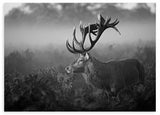 Quadro horizontal com veado de grande galhada entre vegetação e névoa, em tons de cinzento, preto e branco, de estilo fotográfico. Disponível em kudeko.com