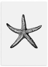 Cuadro de estrella de mar detallada en tonos negro y gris sobre fondo blanco, con estética marina de estilo vintage. Disponible en kudeko.com