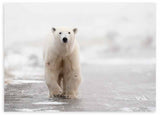 Tableau horizontal avec ours polaire marchant sur la glace, tons blancs, gris doux et beige, dans un style photographique de paysage arctique apaisant. Disponible sur kudeko.com