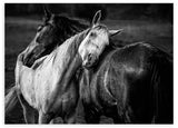 Cuadro horizontal de dos caballos abrazados en primer plano, uno blanco y otro oscuro, con fondo difuminado en tonos grises y estilo fotográfico en blanco y negro. Disponible en kudeko.com
