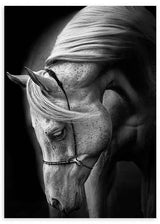 Cuadro de caballo blanco en primer plano con fondo negro, crin suave, mirada serena, alto contraste y estilo blanco y negro. Disponible en kudeko.com