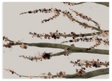 Lámina decorativa sin marco de estilo minimalista y orgánico, ramas de cerezo en acuarela, modelo Ramas de cerezo