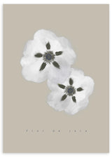 Lámina decorativa sin marco de estilo minimalista y sereno, flores blancas de jara minimalistas, modelo Flores de jara