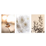 Set aus drei gerahmten Wandbildern mit getrockneter Blume im warmen Licht, weißen Chrysanthemen in Nahaufnahme, botanischen Schatten, Creme-, Sand- und sanften Brauntönen im floralen Stil. Erhältlich auf kudeko.com