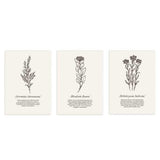 Set aus drei Wandbildern mit botanischen Illustrationen von Blumen und Wildpflanzen in Schwarz auf hellem Beige, wissenschaftlicher Typografie und floralem Stil. Erhältlich auf kudeko.com