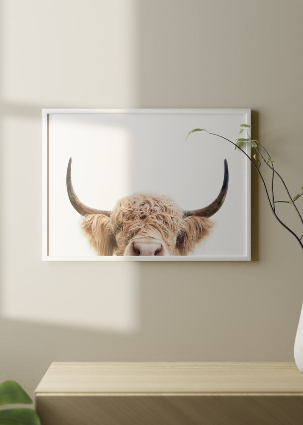 Horizontales Wandbild mit Highland-Kuh von unten ins Bild ragend, langen gebogenen Hörnern, beigebraunem Fell, weißem Hintergrund und fotografischem Stil im nordischen Look. Erhältlich auf kudeko.com