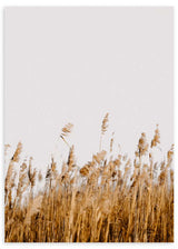 lámina decorativa de fotografía de un campo de trigo