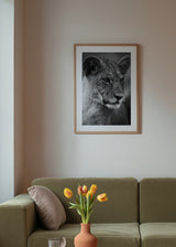 Quadro emoldurado com jovem leoa em grande plano, tons cinzentos, pelagem detalhada, olhar sereno e estilo fotográfico elegante a preto e branco. Disponível em kudeko.com
