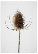 lámina decorativa de flor con espinas, fotografía botánica - kudeko