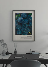 Decoración con cuadros, ideas -  cuadro de flores azules hortensia colorido