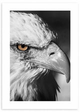 Quadro emoldurado com águia em primeiro plano, plumagem cinzenta e branca, bico claro, fundo escuro, olho âmbar e estilo animal contemporâneo. Disponível em kudeko.com