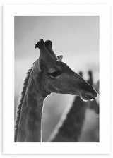 Wandbild mit Giraffe im Profil in Nahaufnahme, in Grau, Schwarz und Weiß, mit unscharfem Hintergrund und fotografischem Stil. Erhältlich auf kudeko.com
