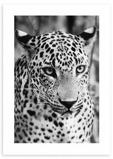 Cuadro con retrato frontal de guepardo en blanco y negro, mirada intensa, pelaje moteado detallado y estilo fotográfico. Disponible en kudeko.com