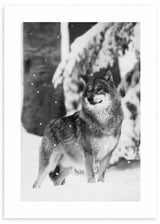 Wandbild mit einem Wolf in Nahaufnahme in verschneiter Landschaft, graues Fell, weißer verschwommener Hintergrund und schlichter fotografischer Stil in Schwarz und Weiß. Erhältlich auf kudeko.com