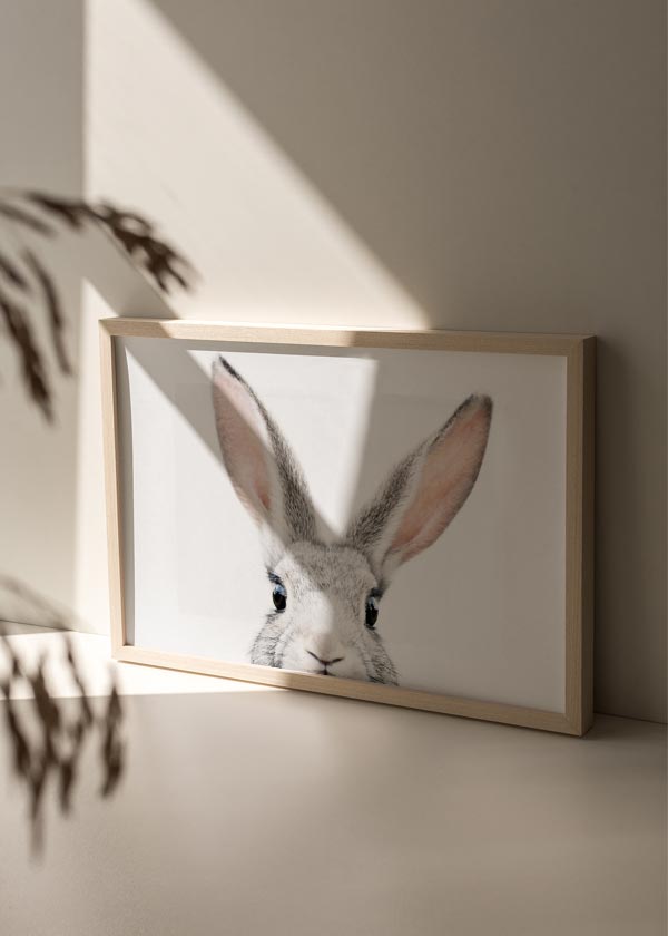 Cuadro horizontal de conejo gris claro asomándose, con orejas largas rosadas, ojos oscuros brillantes, fondo blanco limpio y estilo animales. Disponible en kudeko.com