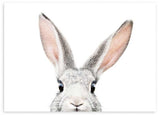 Cuadro horizontal de conejo gris claro asomándose, con orejas largas rosadas, ojos oscuros brillantes, fondo blanco limpio y estilo animales. Disponible en kudeko.com