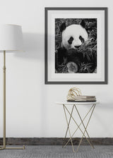 Decoración con cuadros, ideas - cuadro fotografía de oso panda en blanco y negro. Lámina decorativa de foto de oso panda.