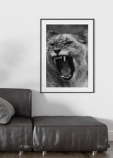 Decoración con cuadros, ideas - cuadro fotografía de tigre furioso en blanco y negro. Lámina decorativa de foto de tigre.