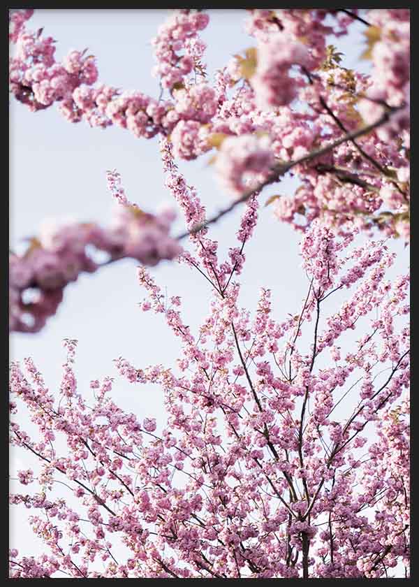 Wandbild mit Kirschblüten in Rosatönen, ideal für frühlingshafte und nordische Dekorationen. Erhältlich auf kudeko.com