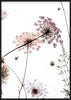 Summer Flowers