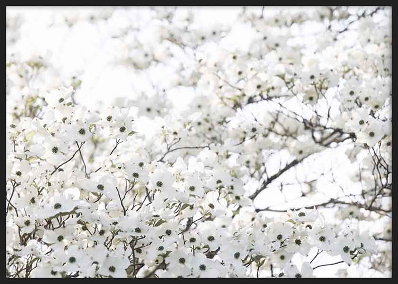 White Spring Tree 1