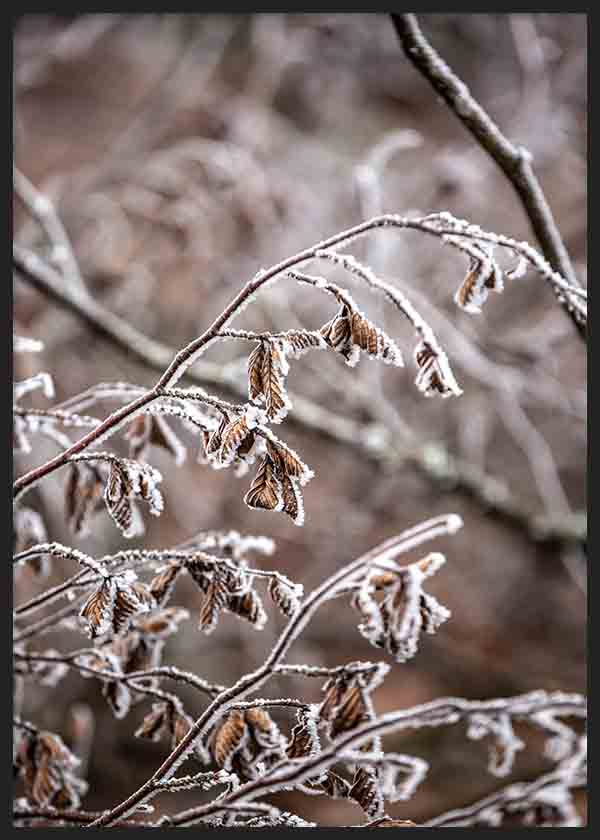Winter Branches 18