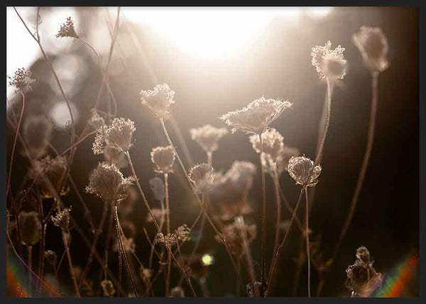 Cuadro horizontal de flores silvestres iluminadas por el sol al atardecer. Disponible en kudeko.com.
