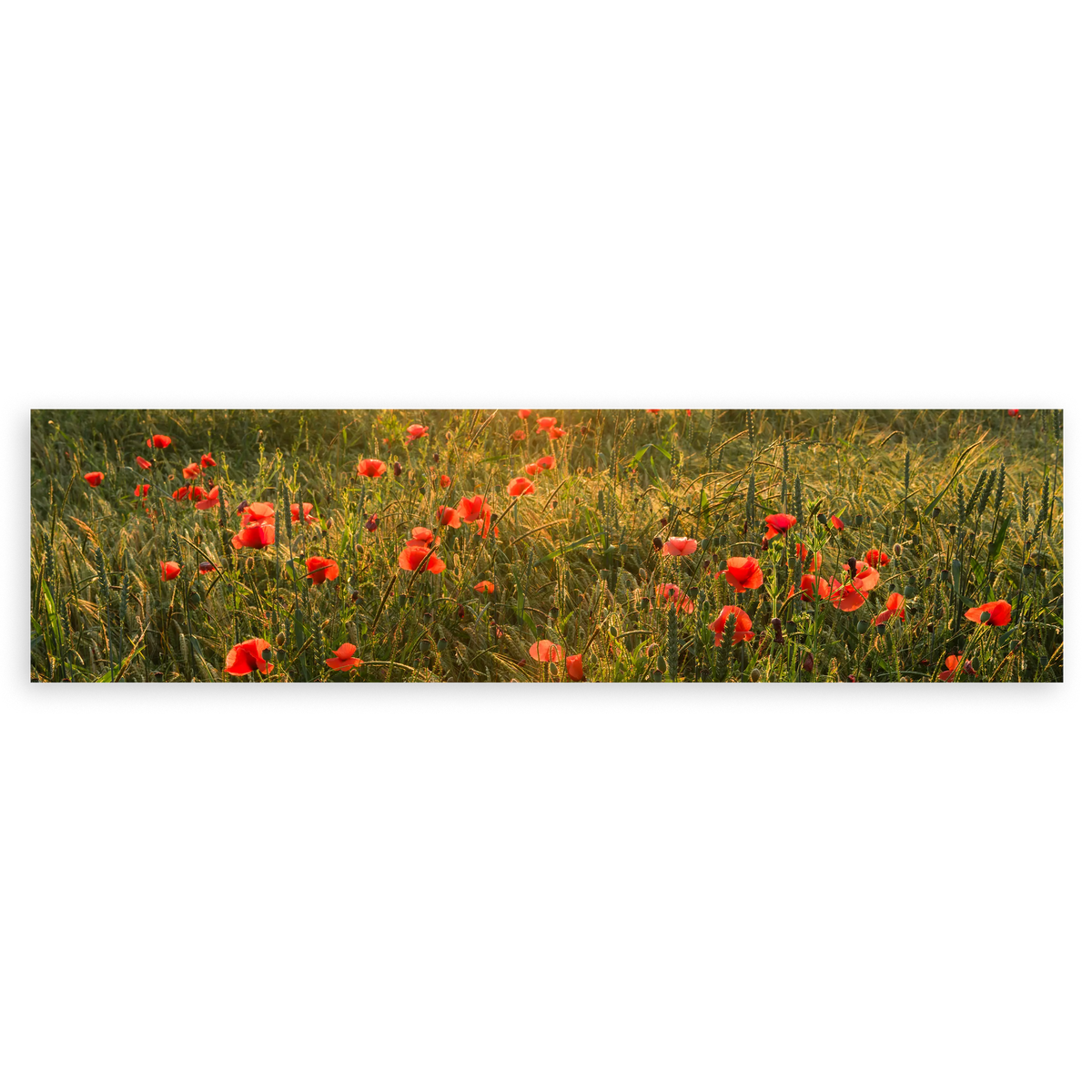 Cuadro horizontal fotográfico de un hermoso campo de amapolas rojas iluminadas por el sol. Disponible en kudeko.com